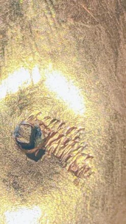 1940s Brass Egg Trinket Box Trimmed With Ormolu -CHAIRISH Shop 1940s brass egg trinket box trimmed with ormolu 0945